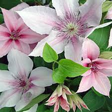 We did not find results for: Shop Clematis John Paul Ii Online Plant New Day