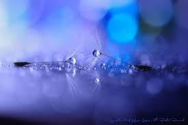 Feel free to have a zoom in. Closeup Photo Of Water Drop Flowers Dandelion Water Drops Hd Wallpaper Wallpaper Flare