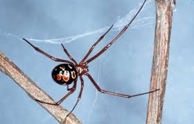 I moved to santa fe from southern oregon four months ago for work and i have never encountered female black widow spiders like this. Southern Black Widow