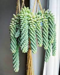 Sedum Burrito Donkey S Tail Succulent Leaves Cuttings Etsy In 2021 Plants Sedum Burrito Hanging Plants