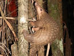 Ajude o herói nesta aventura romântica, pulando por cima de obstáculos e pegando 150 objetos especiais antes de chegar ao fim da aventura. Pangolim Pode Ser A Especie Que Levou Coronavirus Aos Humanos Aponta Estudo