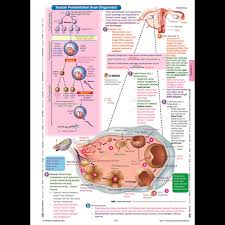 1.1 imperialisme di asia tenggara. Pembelajaran Holistik Peta Minda Visual Diagram Biologi Spm Tingkatan 4 5 Dwibahasa