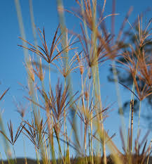 Image result for Chloris gayana