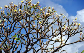 Frangipani Tree I Miss The Flowers Always Makes Me Think Of Home Florida Plants Trees To Plant Cottage Garden