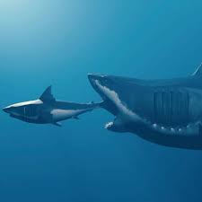 Image result for Shark
