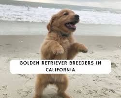 This adorable golden and his tiny human. Golden Retriever Breeders In California Top 7 Picks 2021 We Love Doodles