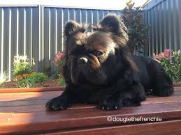 Is That An Ewok Meet The Super Rare Long Haired French Bulldog Rover Com Long Haired French Bulldog Cute Dogs French Bulldog Puppies