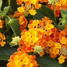 Image result for Galenia procumbens