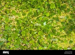 Image result for Caldesia parnassifolia