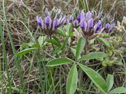 Image result for Phyllanthus caespitosus