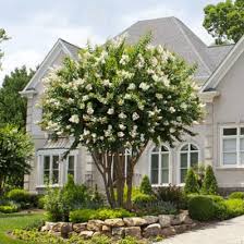 Natchez Crape Myrtle Tree Trees For Front Yard Front Yard Landscaping Design Front Yard Landscaping