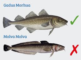 Tutte le differenze stanno nella provenienza e nella conservazione. Baccala Come Riconoscerlo Quello Vero E Gadus Morhua L Anciue