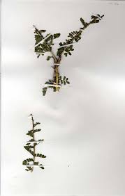 Image result for Ormocarpum