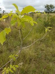 Image result for Neocussonia umbellifera