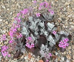 Image result for Kalanchoe latisepala