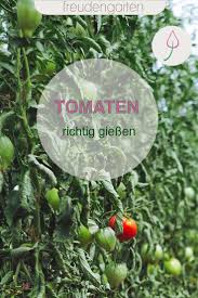 Tomaten Richtig Giessen In 2020 Tomaten Pflanzen Pflanzen Bienenfreundliche Pflanzen