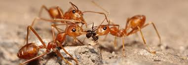 Zu einem chemischen insektenspray zu greifen, kann in diesen. Ameisen Bekampfen Im Haus Munchen Augsburg Rosenheim