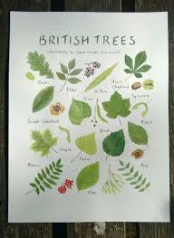 British Trees Identified By Their Leaves And Seeds By Cathyeliot Tree Identification Tree Leaf Identification Leaf Identification