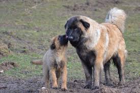 Estrelas are not massive, but are solid,compact dogs. Pin On Respect And Love For The Animal Kingdom