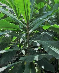 Image result for Anthocleista