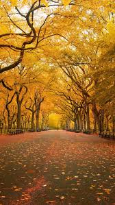 Image result for iphone 5c wallpaper