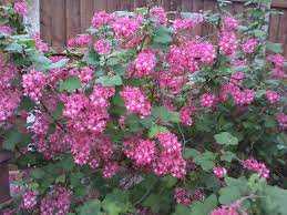 Grow both standard and everbearing raspberry plants to enjoy fresh fruit all summer. Flowering Raspberry Plants Are As Easy To Propagate And Grow As Forsythia Is Within 2 Years You Will Have A Big Bush With A Raspberry Plants Plants Big Bush