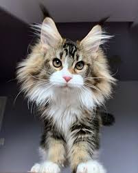 Contact me for availability with your location and some information about the home it will have. Maine Coon Kittens For Sale Illinois Mainecoon Org