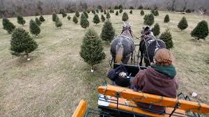 Learn how to propagate trees and save on capital. Missouri Families Can Make Memories At Christmas Towne Tree Farm