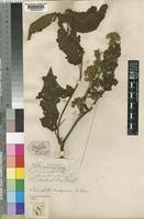 Image result for Triumfetta brachyceras