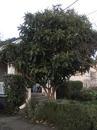 Image result for Eriobotrya