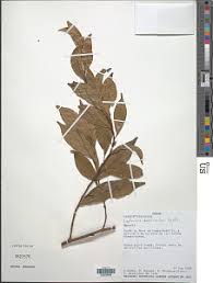 Image result for Leptaulus