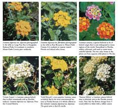 Lantana Eat The Weeds And Other Things Too