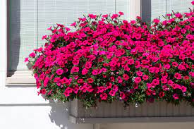 Wood may not be the best choice for flower window boxes and planters, but it's hard to beat the look. Flowering Window Box Ideas That Work For Sunny Gardens