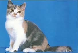 Dilute Calico British Shorthair Kitten British Shorthair Kittens British Shorthair Cats British Shorthair