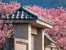 Search for text in self post contents. é™½æ˜Žå±±æ«»èŠ±å··æ»¿é–‹ å¹³èè¡—æ«»èŠ±å·· åŒ–èº«ç²‰ç´…è‰²å¤©å ‚ Sharelife å°ç£æ—…è¡Œè¶£