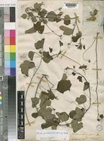 Image result for Adenia gummifera