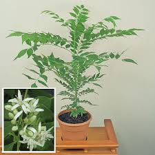 4.5 out of 5 stars 48,376. Growing And Cooking With Curry Leaf Murraya Koenigii