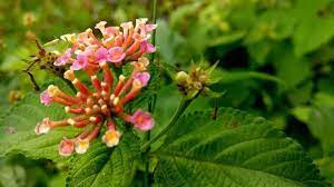 Flowers Flower Innocent Flowers Beautiful Beautifulthings Natureclicks Naturephotography Nature Brainstorm Tr Flowers Nature Photography Instagram