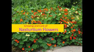 Growing And Care Of Nasturtium Flowers Urdu Hindi Youtube