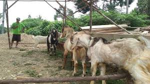 Kambing jenis jamnapari berasal dari india. Warga Muratara Jual Kambing Etawa Untuk Kurban Harganya Capai Rp 4 5 Juta Per Ekor Sriwijaya Post