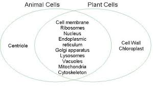 Difference between animal cell and plant cell cytokinesis. Compare A Plant Cell To An Animal Cell Using A Venn Diagram