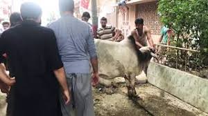 It's the greatest video clip of black camel qurbani at the place of saima heaven in karachi. Playtube Pk Ultimate Video Sharing Website