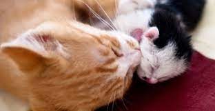Gatos Felices Gatos Adultos Y Gatos Jovenes Juntos