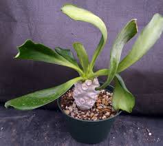 Image result for Euphorbia platycephala