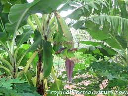 Can a banana plant grow fruit in the fall? Growing Bananas How To Grow Banana Plants And Keep Them Happy
