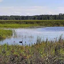 We did not find results for: Montezuma National Wildlife Refuge Day Trips Around Rochester Ny