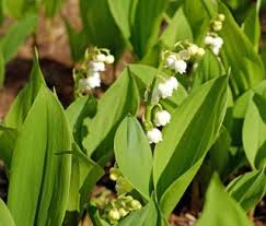 Le coin préféré du muguet, c'est bien sur celui ombragé ! Muguet Plantation Floraison Et Conseils D Entretien