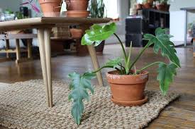 Philodendron Mayoi Houseplants Plants Philodendron Plants Are Friends