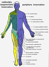 Innervation Chart Just In Case You Pinch A Nerve Doin Oh