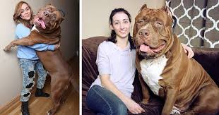 The giant 175lb family pit bullsubscribe: Hulk At 173 Lbs Might Be The World S Biggest Pitbull And He S Still Growing Bored Panda